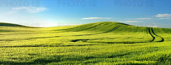 Endless green barley field in spring
