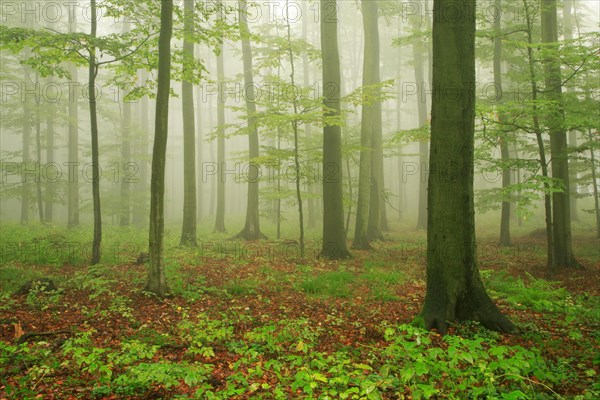 Beech forest