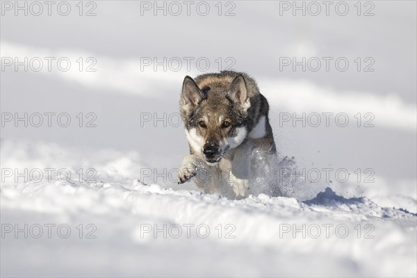 Shepherd dog mixed-breed playing in deep snow