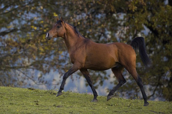 Brown thoroughbred arabian stallion in front of autumnal scenery