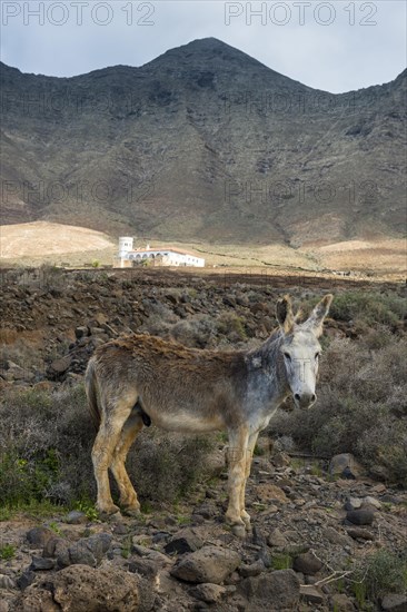 Donkey before Villa Winter in the rocky cliffs of Cofete