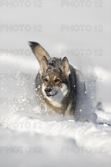 Shepherd dog mixed-breed playing in deep snow