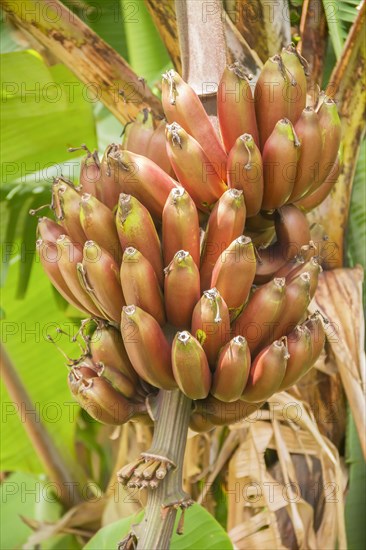 Bunch of unripe red banana on tree