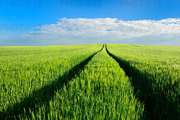 Hill with green cornfield in spring under blue sky with clouds