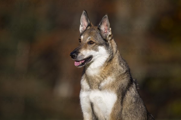 Shepherd dog mixed-breed