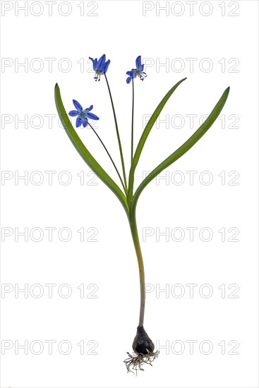 Squill