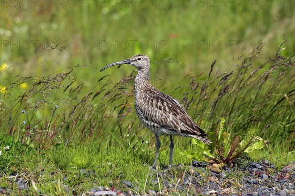 Whimbrel