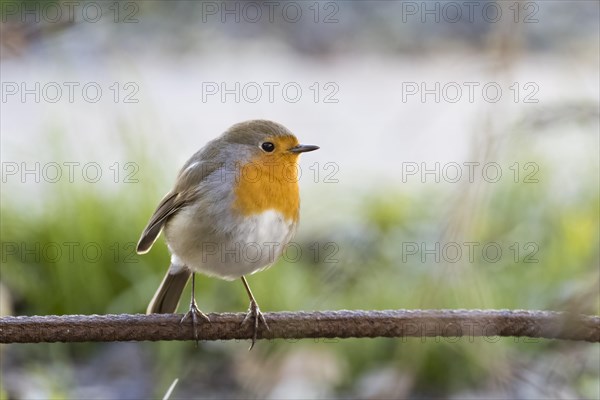 European robin