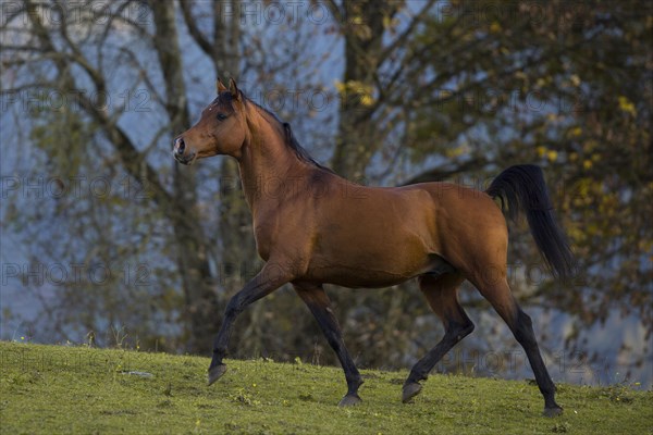 Brown thoroughbred arabian stallion in front of autumnal scenery