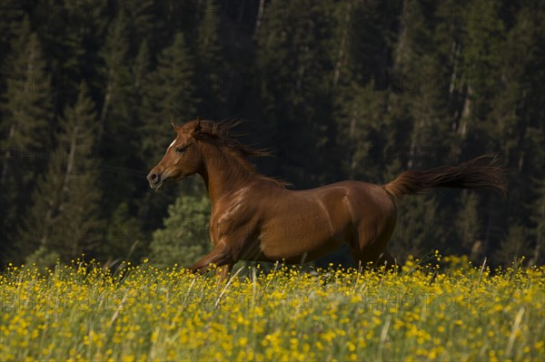 Young thoroughbred Arabian mare gallops over the flower meadow