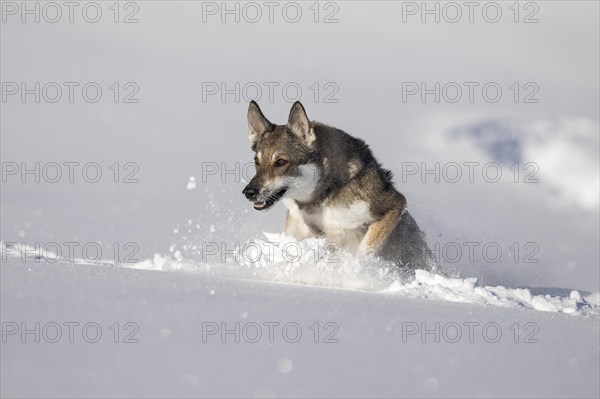 Shepherd dog mixed-breed playing in deep snow