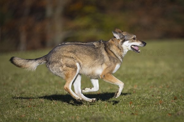 Shepherd dog mixed-breed