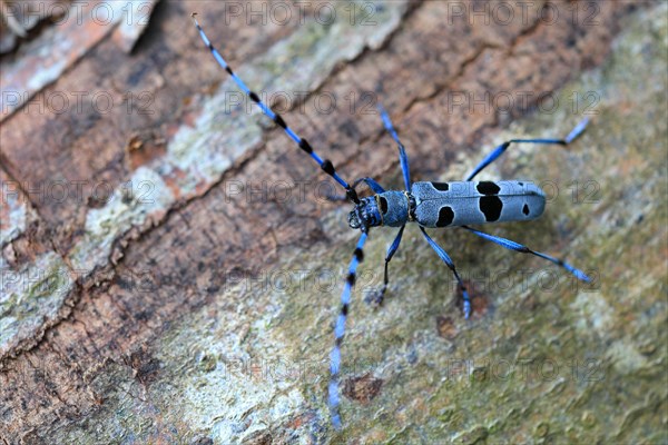 Rosalia longicorn