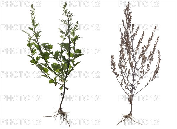 Common Mugwort