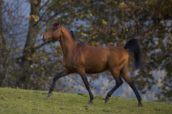 Brown thoroughbred arabian stallion in front of autumnal scenery