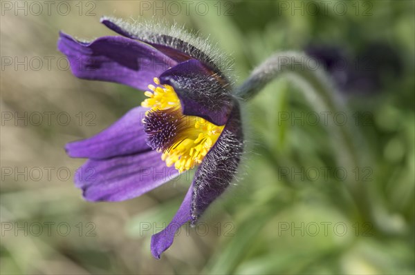 Mountain Anemone