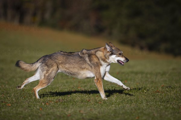 Shepherd dog mixed-breed