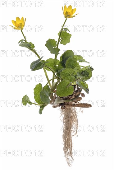 Lesser celandine