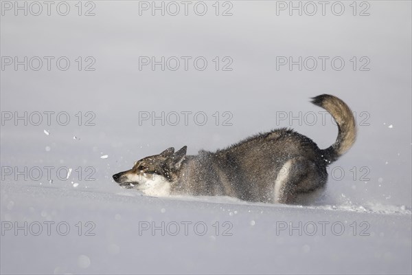 Shepherd dog mixed-breed playing in deep snow