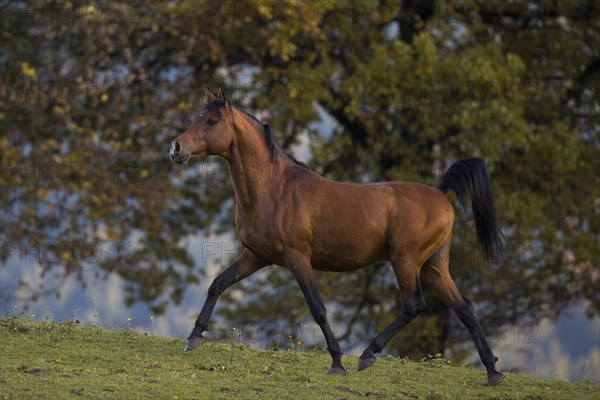 Brown thoroughbred arabian stallion in front of autumnal scenery