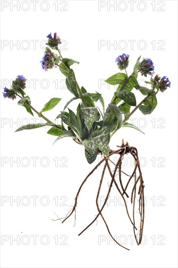 Common lungwort
