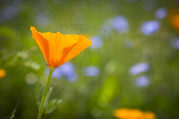 California poppy