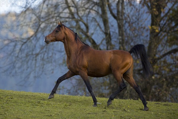 Brown thoroughbred arabian stallion in front of autumnal scenery
