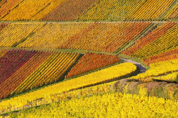 Vineyards wine in autumn colorful leaves colorful nature season in Stuttgart
