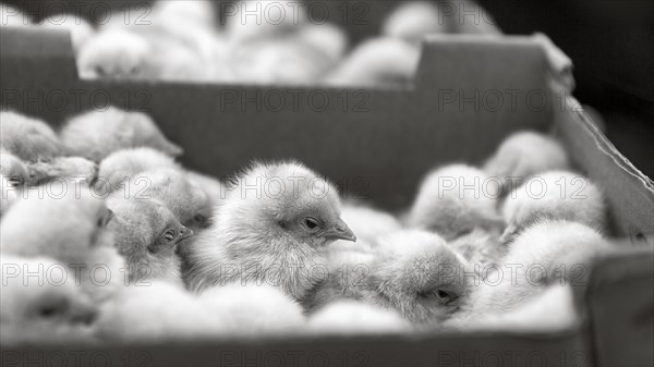Chicken chicks