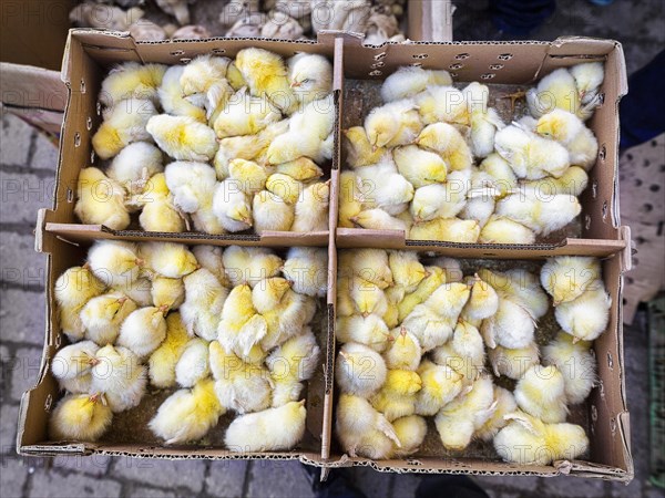 Chicken chicks
