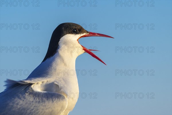Arctic tern
