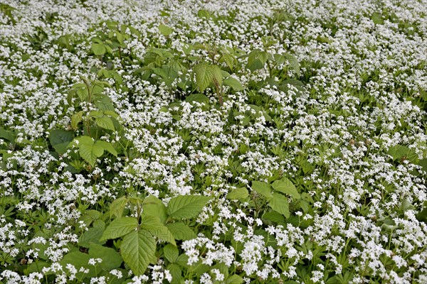 Woodruff