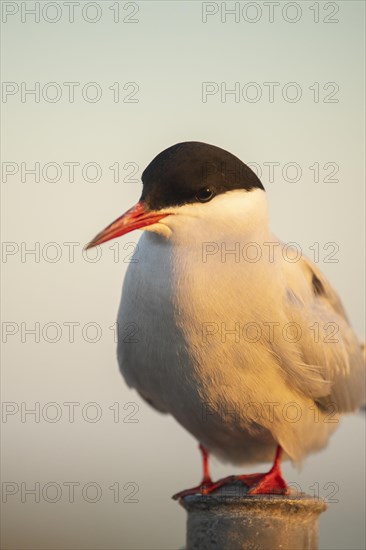 Arctic tern