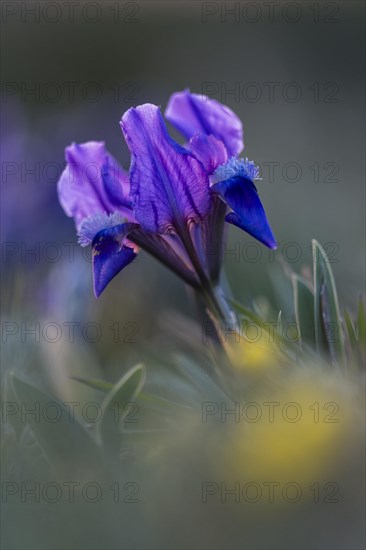 Dwarf iris