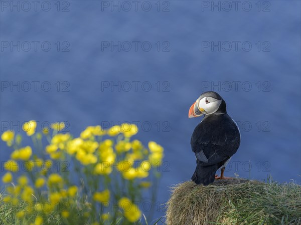 Puffin