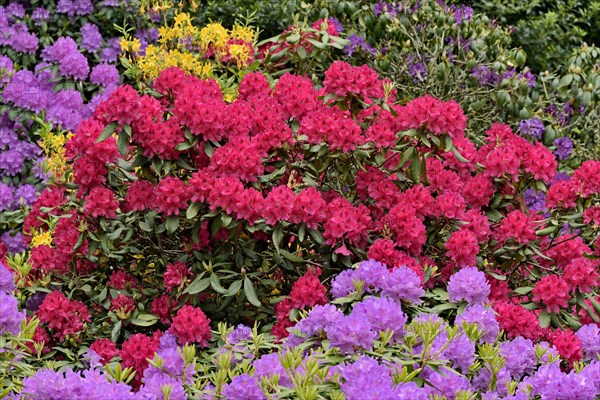 Rhododendron Park Bad Sassendorf