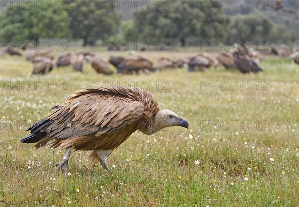 Griffon vulture