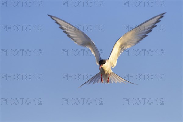 Arctic tern