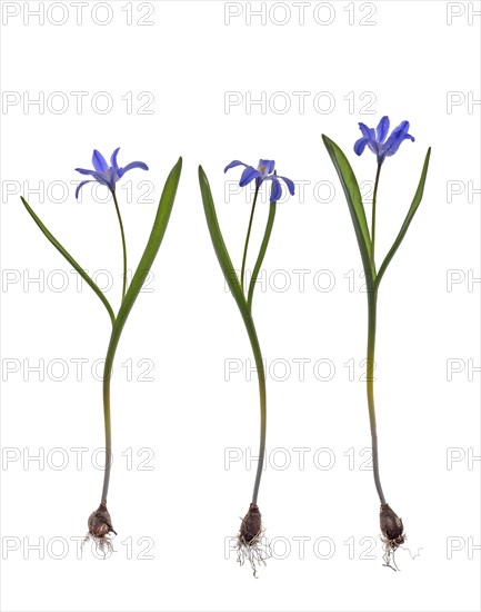 Squills
