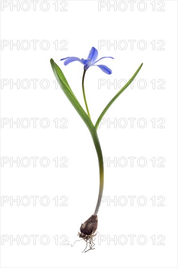 Squill