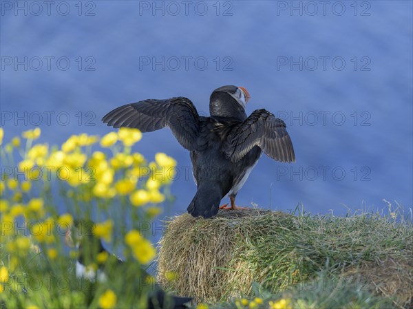 Puffin