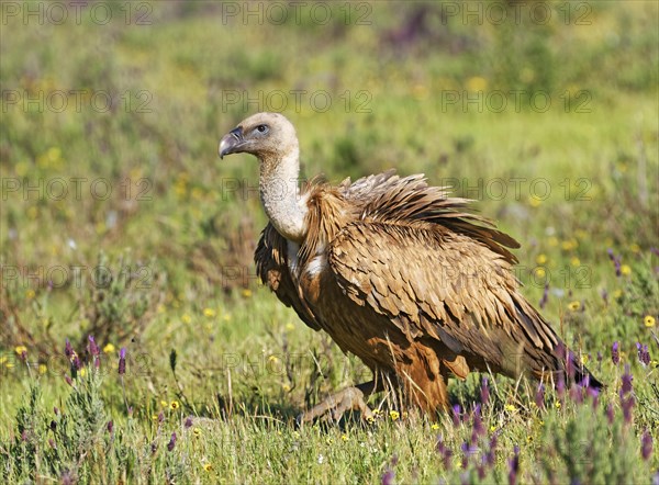 Griffon vulture