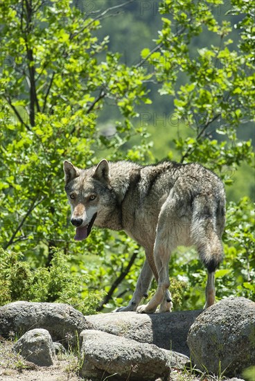 Gray wolf