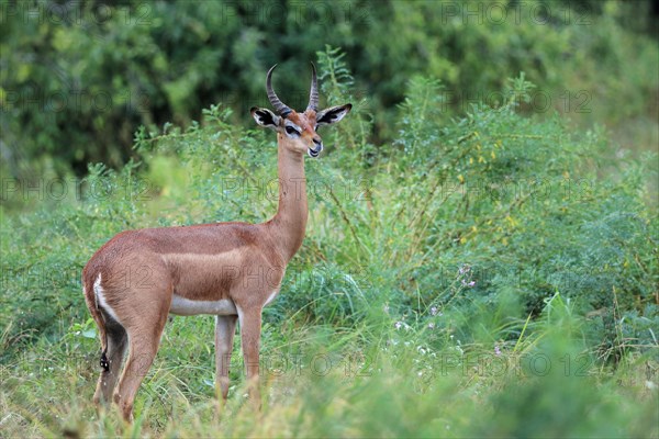 Gerenuk