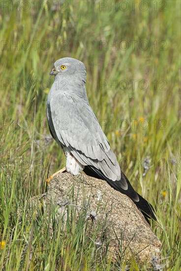 Montagu's harrier