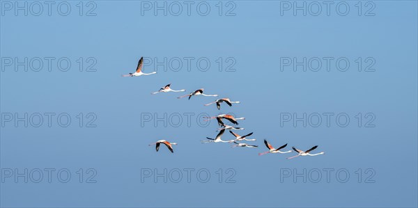 Greater flamingos