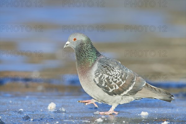 Pigeon