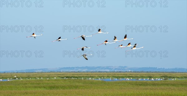 Greater flamingos
