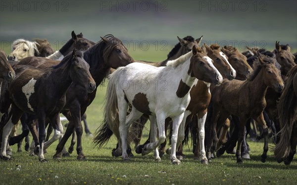 Domestic Horses