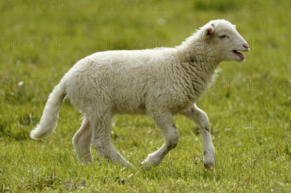 Forest sheep